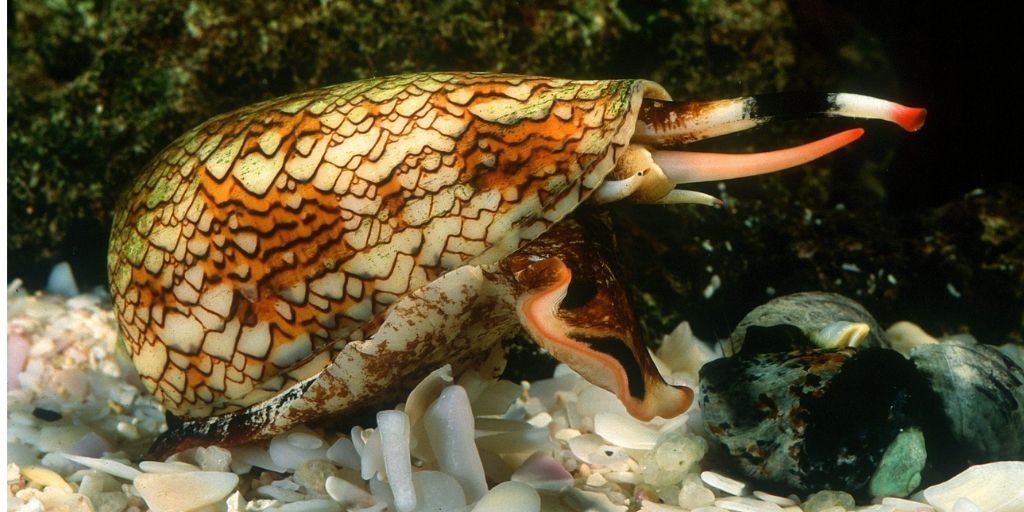 zooconomy's tweet photo. #didyouknow While they might look beautiful, cone snails (Conus) have one of the world’s most painful and fatal stings. They fire a harpoon that can cause muscle paralysis and respiratory failure.
#zooconomy #conesnails #mollusks #shells #shells #shellsofinstagram  #marinebiology https://t.co/Gc8shO1JrB