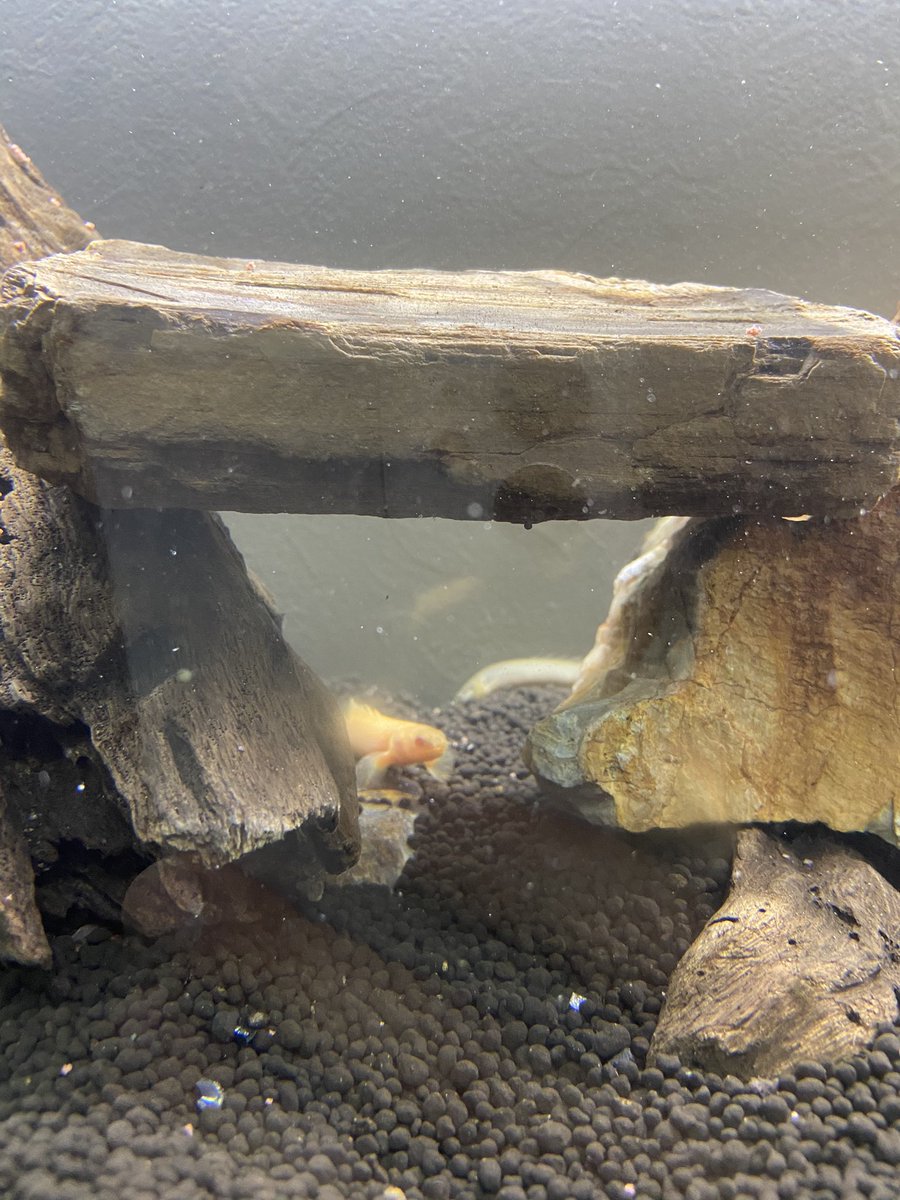 宮城輔 最近 長年の夢を叶えて 水槽 90cm を立ち上げました 可愛くてしょうがない アクアリウム 90cm 水槽 ポリプテルスセネガルス ポリプテルスセネガルスアルビノ ネオンテトラ オトシンクルス