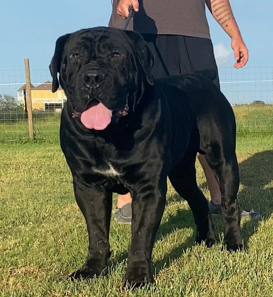 Bugatti! Arguably The Best Black Boerboel in The World! #thebest #bugatti #boerboel #southafricanboerboel #RETWEEETME #mma #NFL #dogsoftwitter #best #powerful #Dog #giant #strength #confident #topdog