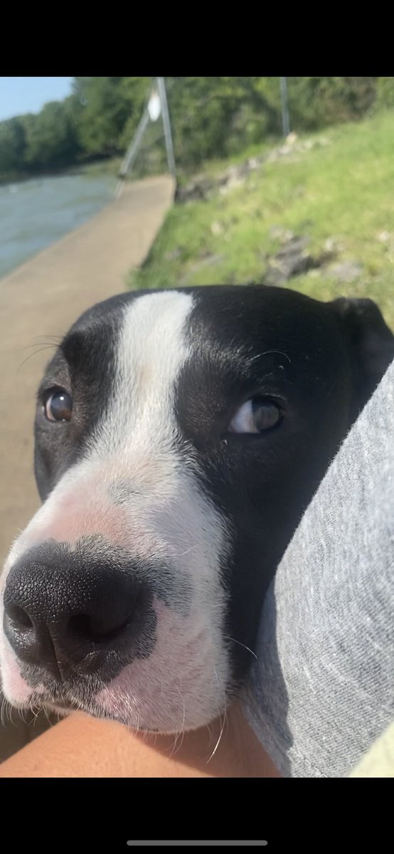 chloemoore02's tweet photo. This sweet boy broke out of his collar and, after 4 days of nonstop searching, we think someone has taken him. If anyone sees this pup around or in the back of a truck that isn’t a 2000 extended cab red Ford truck please message me and let me know. I want my boy home. https://t.co/savLMdsV80