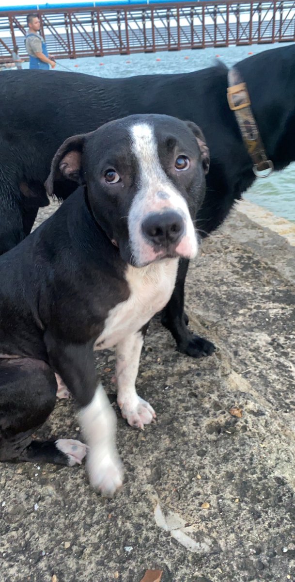 chloemoore02's tweet photo. This sweet boy broke out of his collar and, after 4 days of nonstop searching, we think someone has taken him. If anyone sees this pup around or in the back of a truck that isn’t a 2000 extended cab red Ford truck please message me and let me know. I want my boy home. https://t.co/savLMdsV80