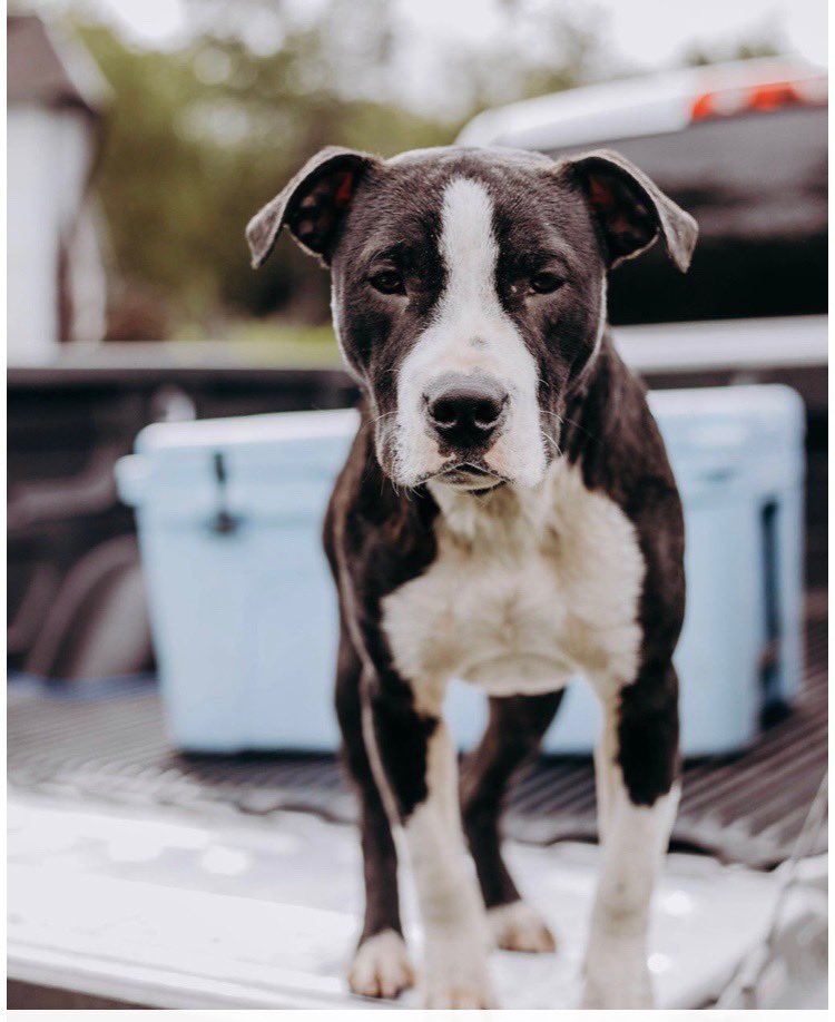 chloemoore02's tweet photo. This sweet boy broke out of his collar and, after 4 days of nonstop searching, we think someone has taken him. If anyone sees this pup around or in the back of a truck that isn’t a 2000 extended cab red Ford truck please message me and let me know. I want my boy home. https://t.co/savLMdsV80