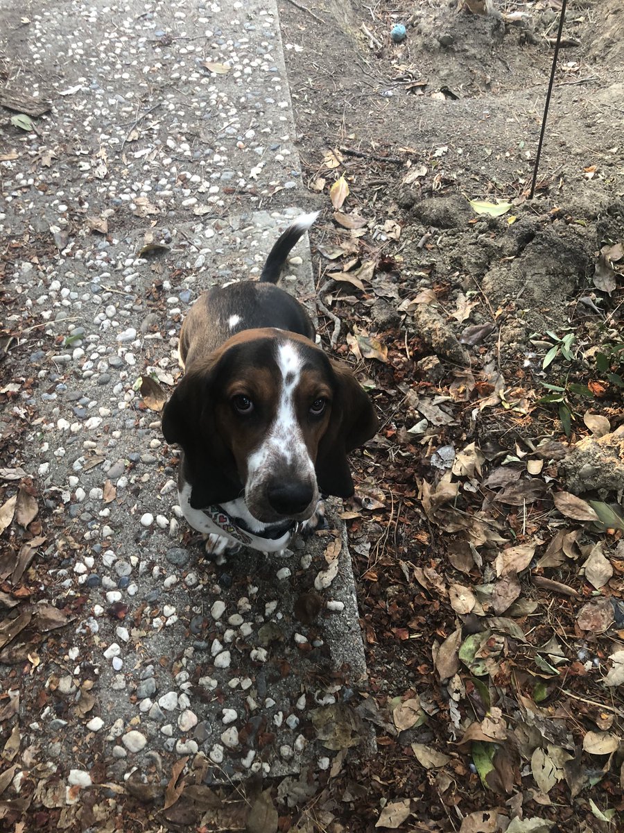 Karls (legally baby) tweet media