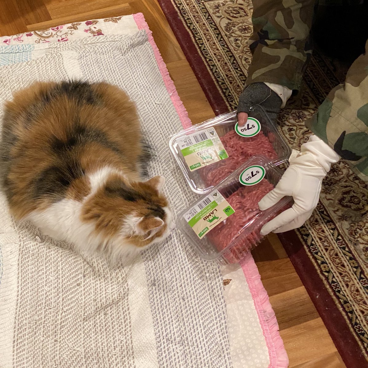 stirlospace's tweet photo. @ASlavitt There are good people ; (this kitty is a rescue; she will only eat this type of meat nothing else;; and a *random Stranger* from the neighbourhood helped us source this hard to find stuff on their way back from work !! <3 https://t.co/1IcD6vp2Cp