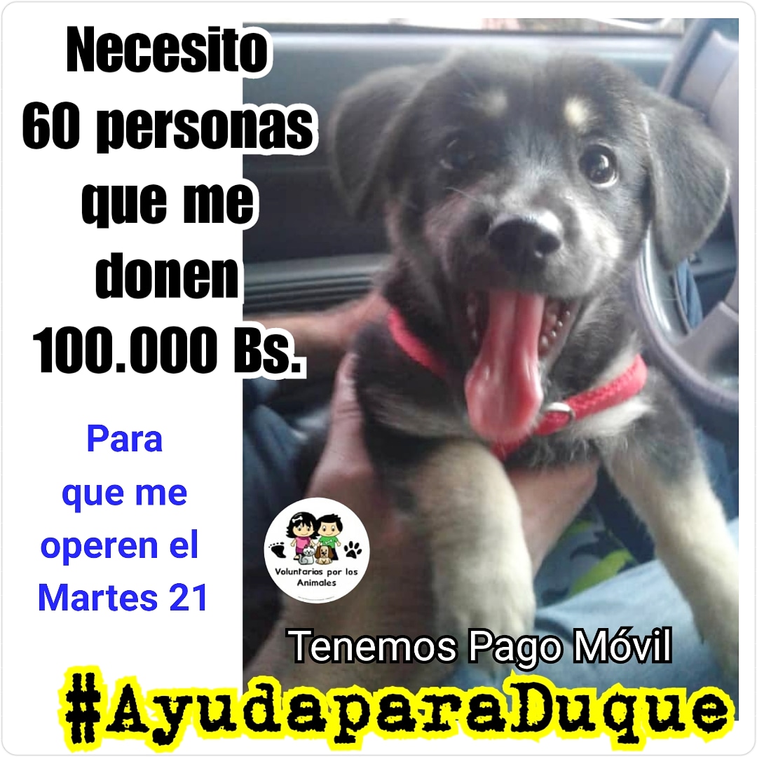 Tudo Sobre A Parvovirose Canina Max Total Alimentos