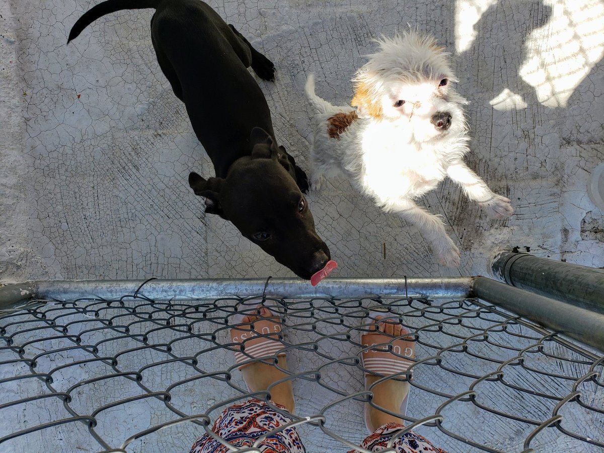 WordVomitBlaaah's tweet photo. #felizdiadelperro para todo mis 5 perritos https://t.co/4B7NjXApOT