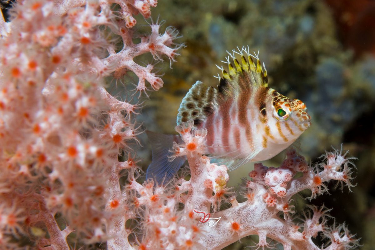 eatmybubbles20's tweet photo. Colorful underwater.
#padi #diving #diver #scubadiving #scuba #photography #underwaterphotography #videography #komodo #lembehstrait #alor #ambon #rajaampat #divetravel #divetour #divetrip #travelagents #agent #holidays #vacation #diveindustry #dontcancelpostpone https://t.co/8eg34Eibrt