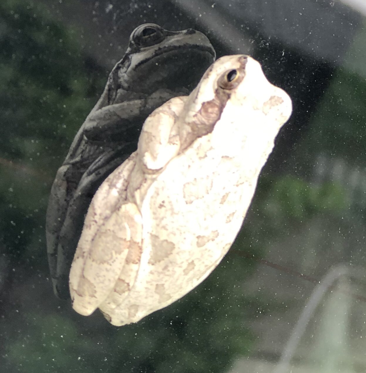 さかなへん 雨ノ國屋 白いカエルが車にくっついておった なんて種類だって検索ボックスに入力したら 白いカエル 夢 って出て夢じゃないもん本当だもん っ T Co Afzpzud8fk Twitter