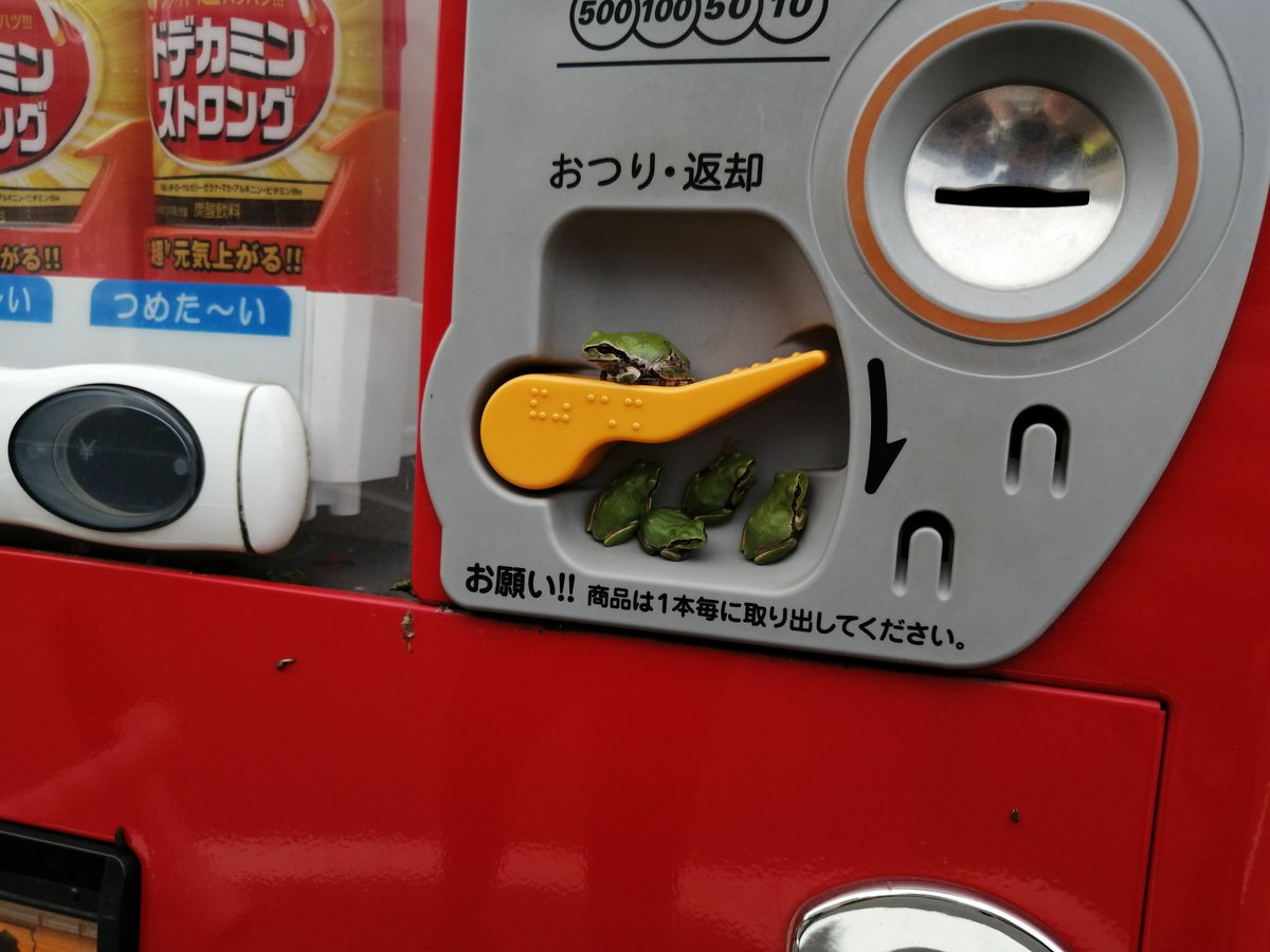 BunnyTokyoJP's tweet photo. Ah yes. The famous Japanese Frog Vending Machines https://t.co/jqcZnCS4Ok