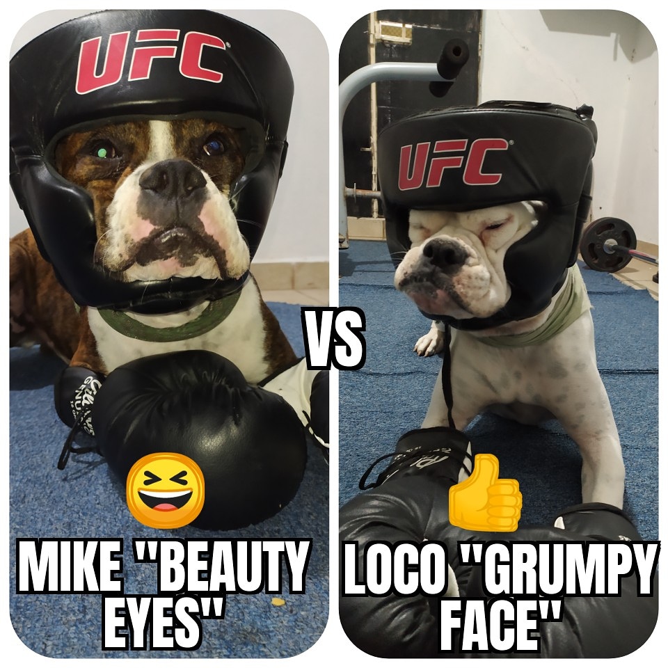 3Mosqueperros's tweet photo. Who will be the winner? 
Good Night Beautiful Creatures! 🐶🐾
#boxer #Boxers #boxerdog #boxing #boxingtrainer #pets #photoshoot https://t.co/9s40rD2FPT