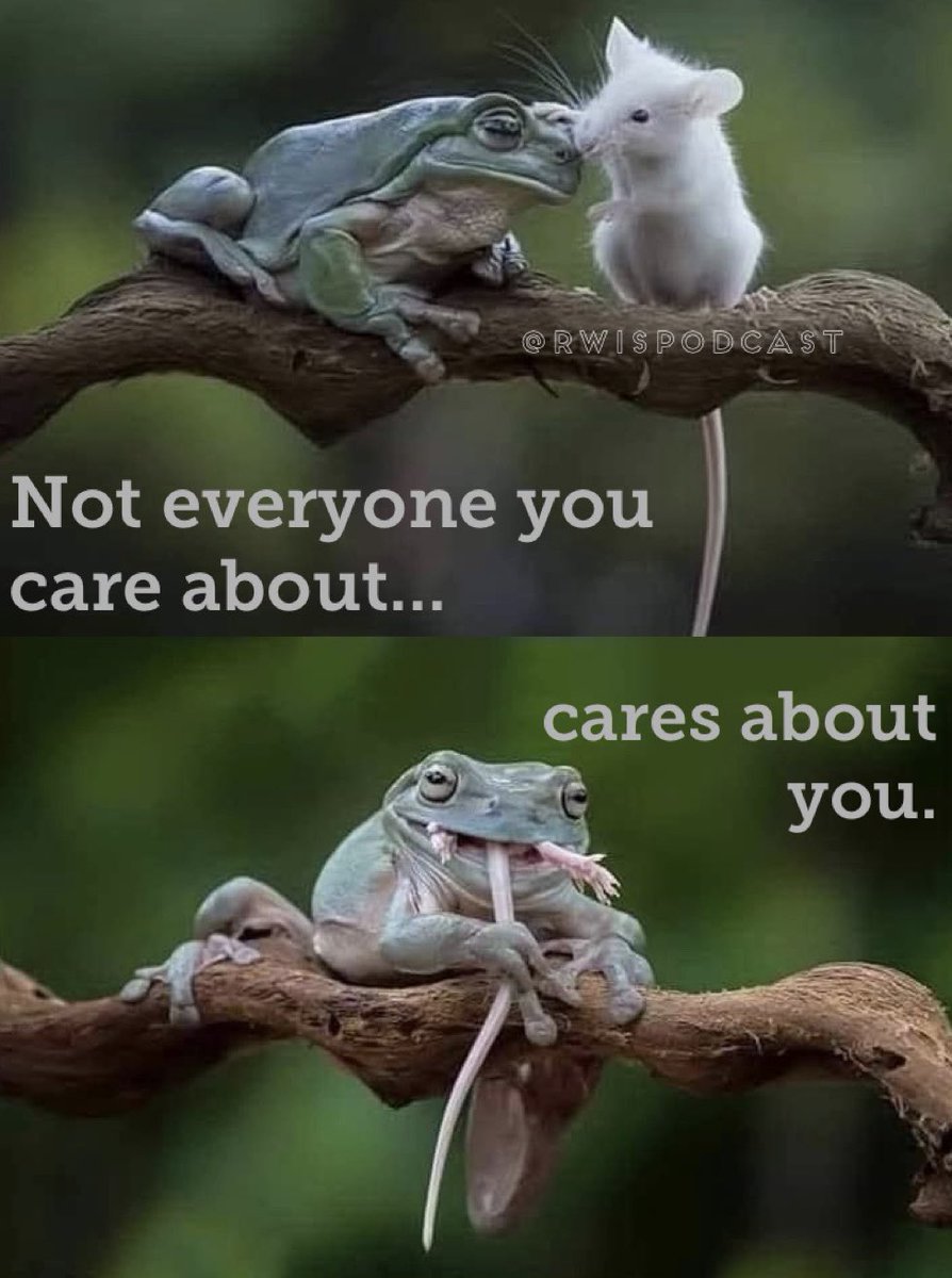 RWISpodcast's tweet photo. You don’t have to kiss every frog that comes along. 🐸 👑 #dontkissthefrog #singleladies #kissalotoffrogs #dontdoit #notaprince
▪️▪️▪️
#reasonswhyimsingle #RWISpodcast #podcastdetroit #datingpodcast #imsingle #whyimsingle https://t.co/eyJ8cikJN7