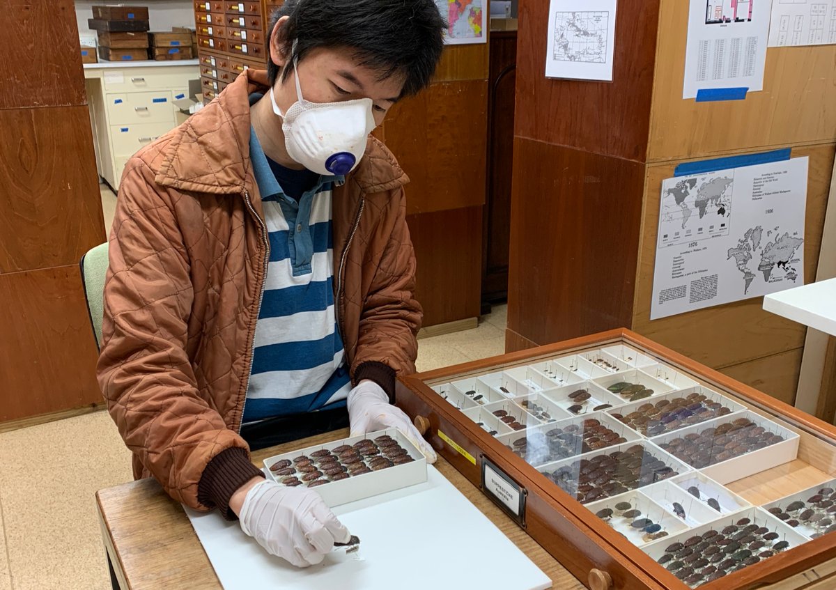 ccwm_sydney's tweet photo. We've hit 80,000! Two years ago our #NaturalHistory team began hand-numbering the 300,000 specimens in the Macleay entomological collection. This week entomologist Matt Huan numbered the 80,000th specimen, a Stigmodera macularia beetle 🐞👏 https://t.co/ZgYKHaDUlN