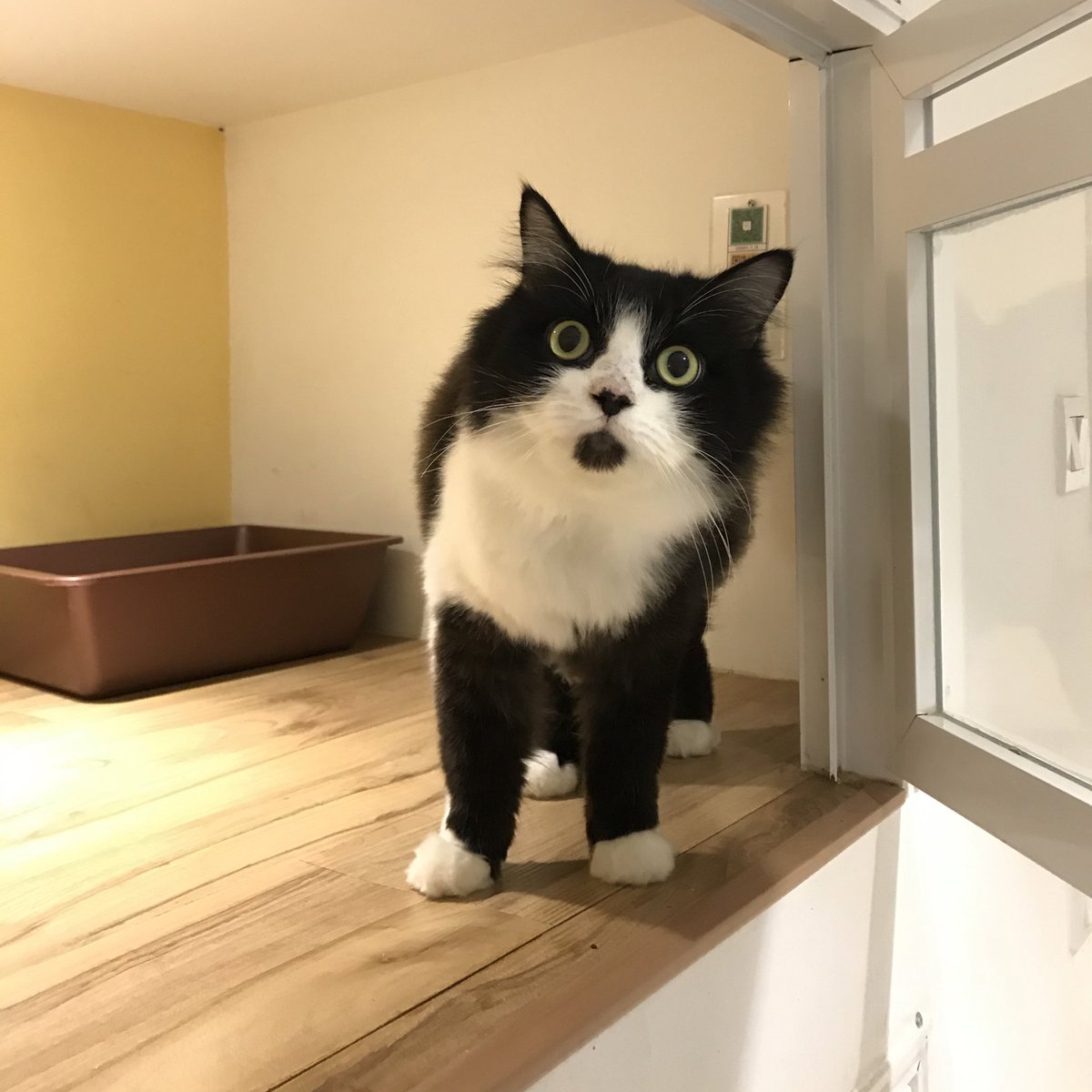 catzoniaLIVE's tweet photo. Apa ni comel nya pakai stokin dengan dagu tiut macam tu!!! 😤

📍Catzonia Wangsa Maju https://t.co/miA8HD0u2d