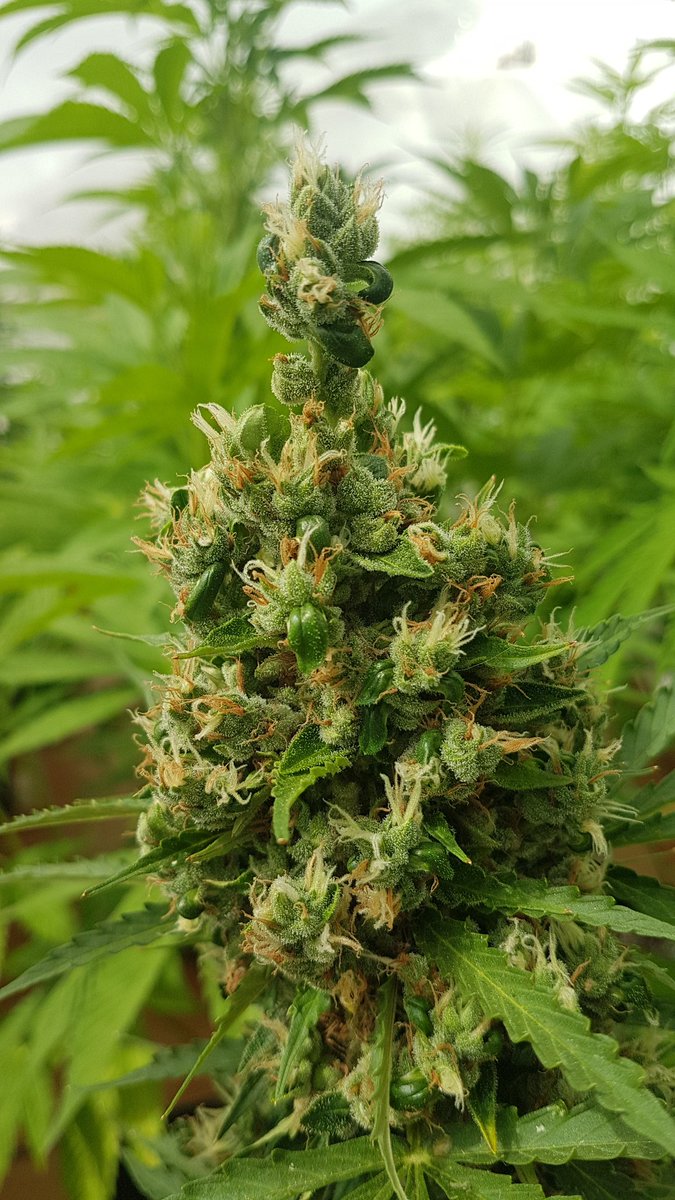 Sophie_MJ's tweet photo. ¡¡¡Mi gorditaaa!!! Dan ganas de pegarle un bocao🤣😍🌱
@Apez140 @GreenbudSeeds @GiftsGreenwood
#PolarExpressAuto 💫💫💫
#LaSofiJardinera 👩🏼🌾🤜🏼🤛🏼❤ https://t.co/V8I3IzGqY6