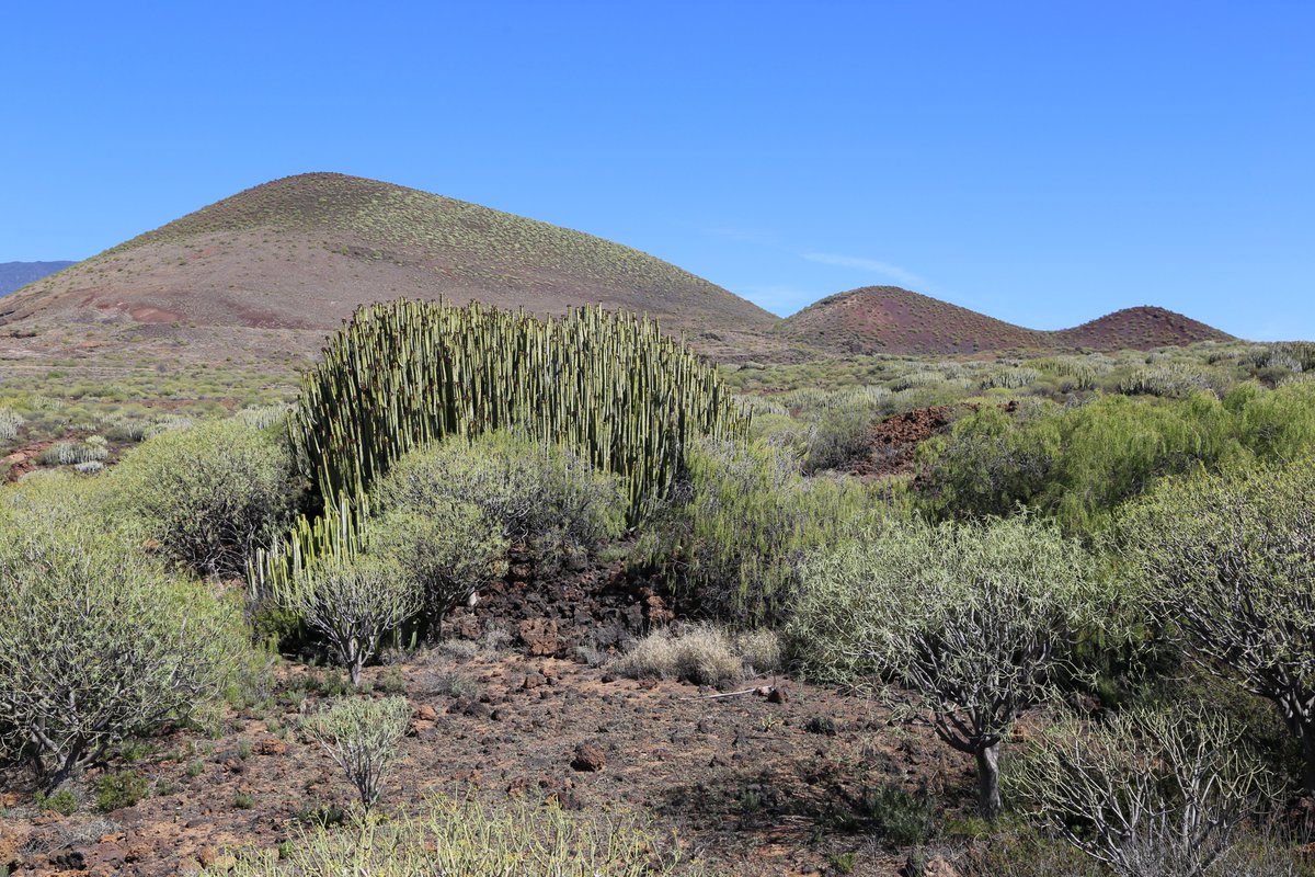 BioGeoMacro's tweet photo. Come work with us!
PhD position in plant ecology / island biogeography
to study the role of species interactions in driving patterns of plant diversity on islands for a period of three years.
Deadline: August 31st, 2020.
#openphdposition #macroecology #islandbiogeography https://t.co/UbULj2tKCv