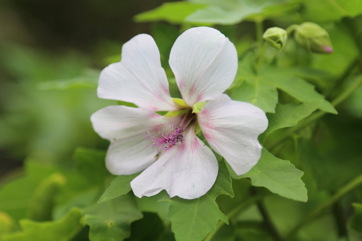 BioGeoMacro's tweet photo. Come work with us!
PhD position in plant ecology / island biogeography
to study the role of species interactions in driving patterns of plant diversity on islands for a period of three years.
Deadline: August 31st, 2020.
#openphdposition #macroecology #islandbiogeography https://t.co/UbULj2tKCv