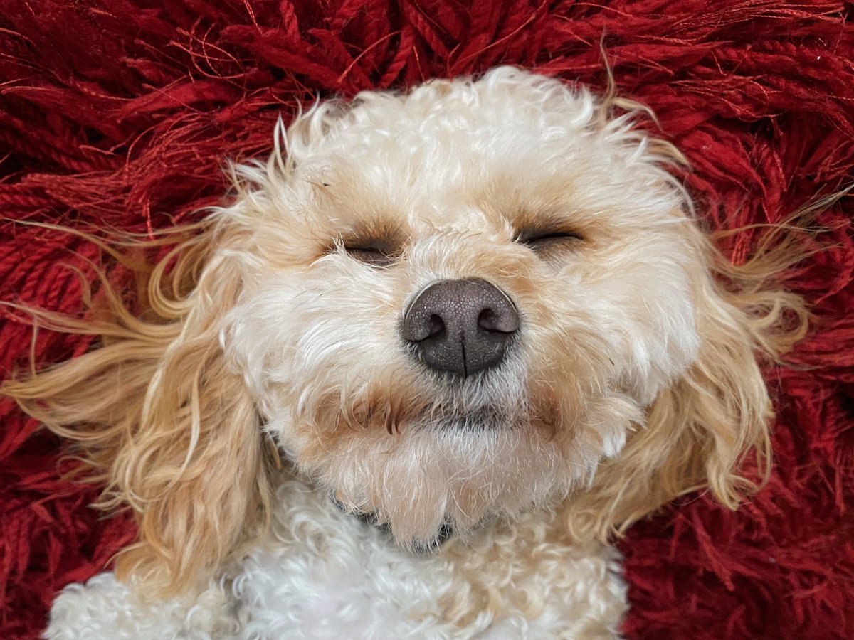 SitArloSit's tweet photo. sleepy https://t.co/DwbDjLXLM8