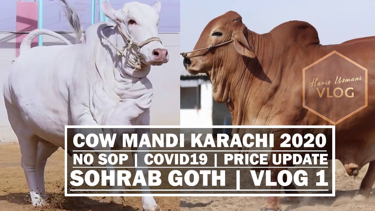 Cow Mandi Karachi 2020 | COVID19 | NO SOP | Price Update | Sohrab Goth youtu.be/9HCio3lG3Jk #MaweshiMandi #CowMandi #KarachiCowMandi2020 #maweshimandi2020 #KarachiMaweshi2020 #KarachiCowmandi #Pakistan #Karachi