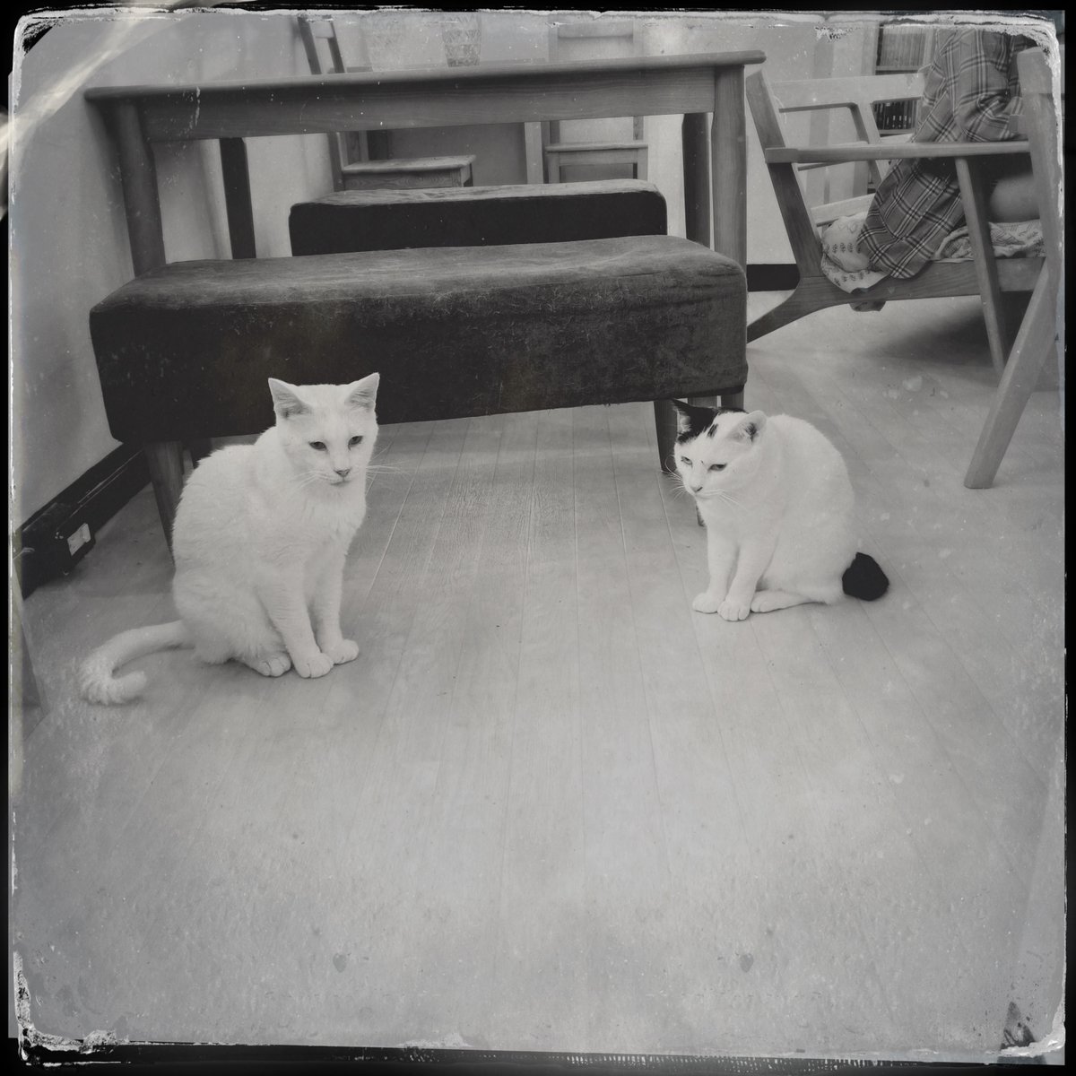 obi_wan_eclipse's tweet photo. There is a mysterious zone between them. #猫式 #cat #ShotoniPhone #Emilio #DTypePlate #Hipstamatic https://t.co/iAdnVH4G4N