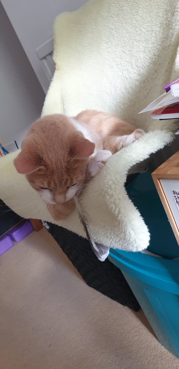 Catbell74's tweet photo. Nothing says happy Monday like a kitten with a feather🤣🐈🙂 #lifeofashaig #CuteCats #CatsOfTwitter #kittyantics #MondayMotivation @CatsProtection @TreasuryMog https://t.co/2C1cfedSjK