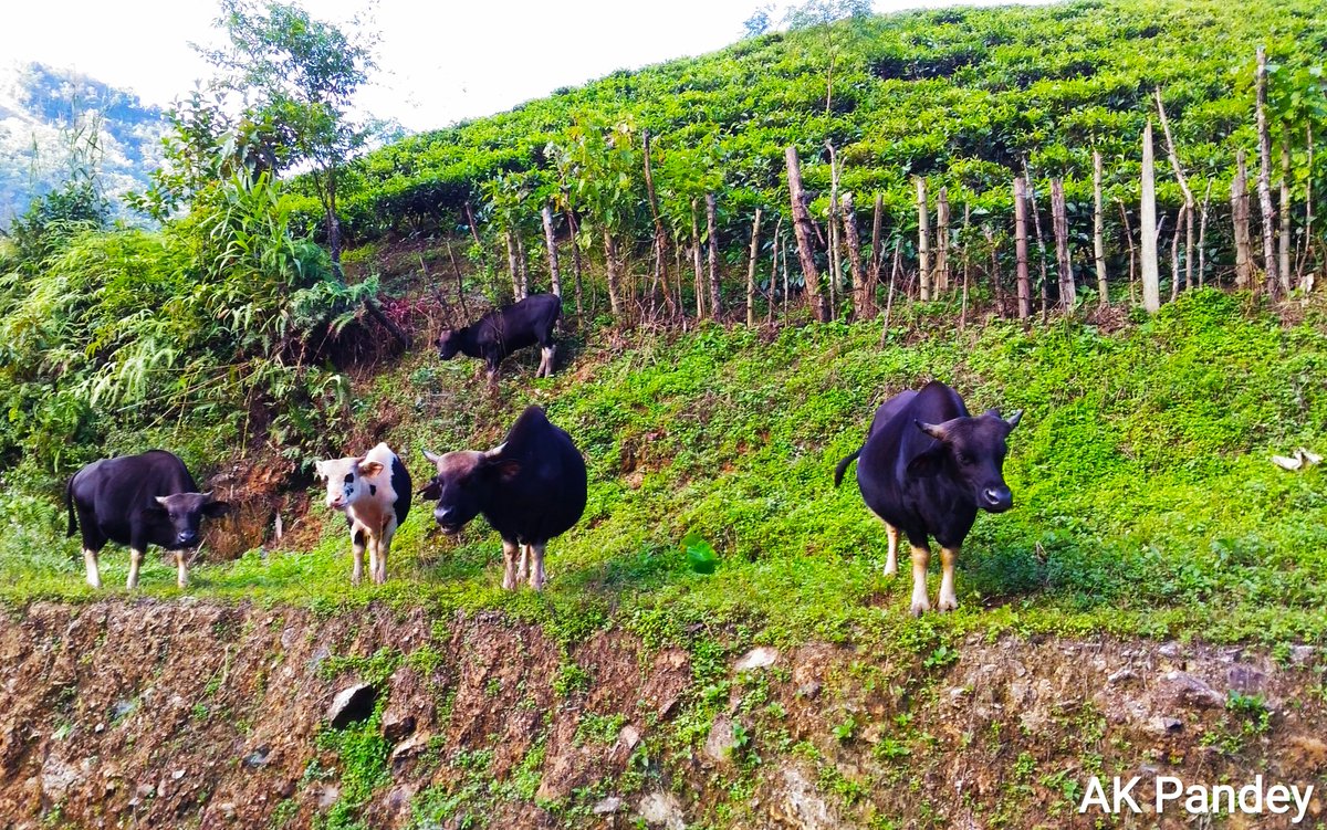 akteaofficial's tweet photo. @joyphukan Blessed to play a role in nurturing #tea estates of #ArunachalPradesh
The water streams here are exquisite, the water "feels" hot during winters and cold during summers.
Sharing a moment with the state animal #Gayal #Mithun #boss_frontalis https://t.co/8ItkxI3CK6