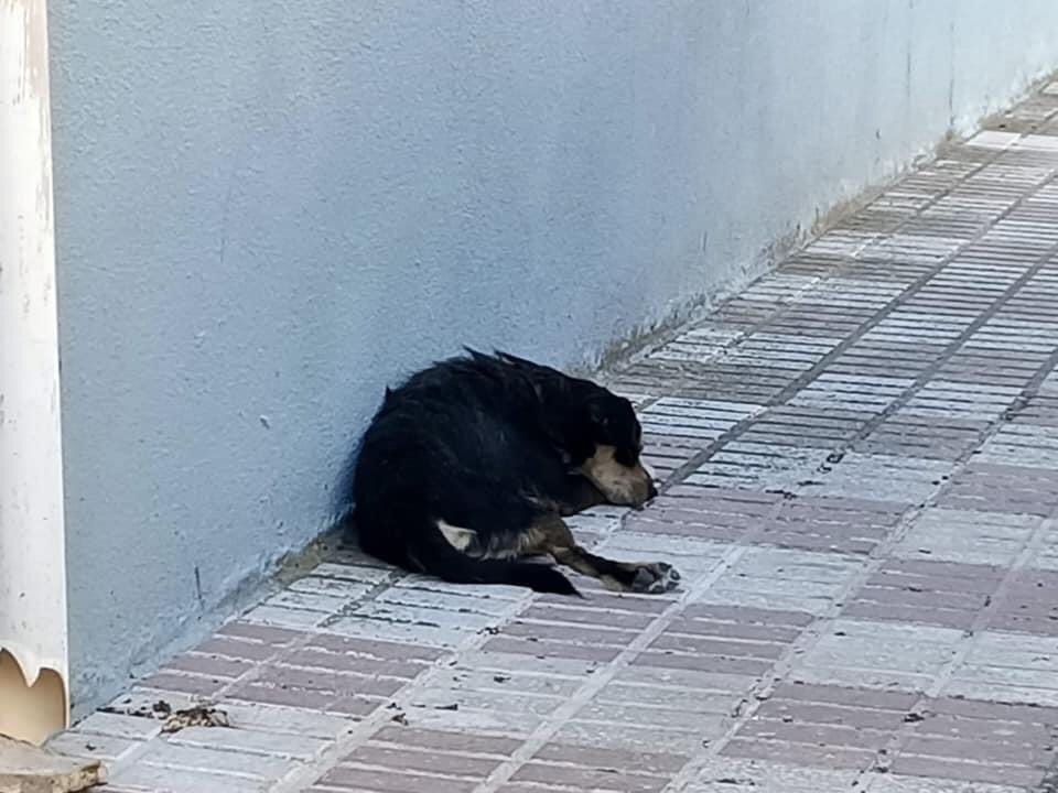 huelladejaen's tweet photo. De día y de noche.....
Siempre fiel..... esperando a que vuelvan sus dueños!!!!
Pero sus dueños han sido ingresados en una residencia y los vecinos lo alimentan como bien pueden!! 
Ocurre en Jaén y hoy mismo hemos ido a recogerlo para meterlo en el refugio para buscarle adopción. https://t.co/Ki6PoXna5R