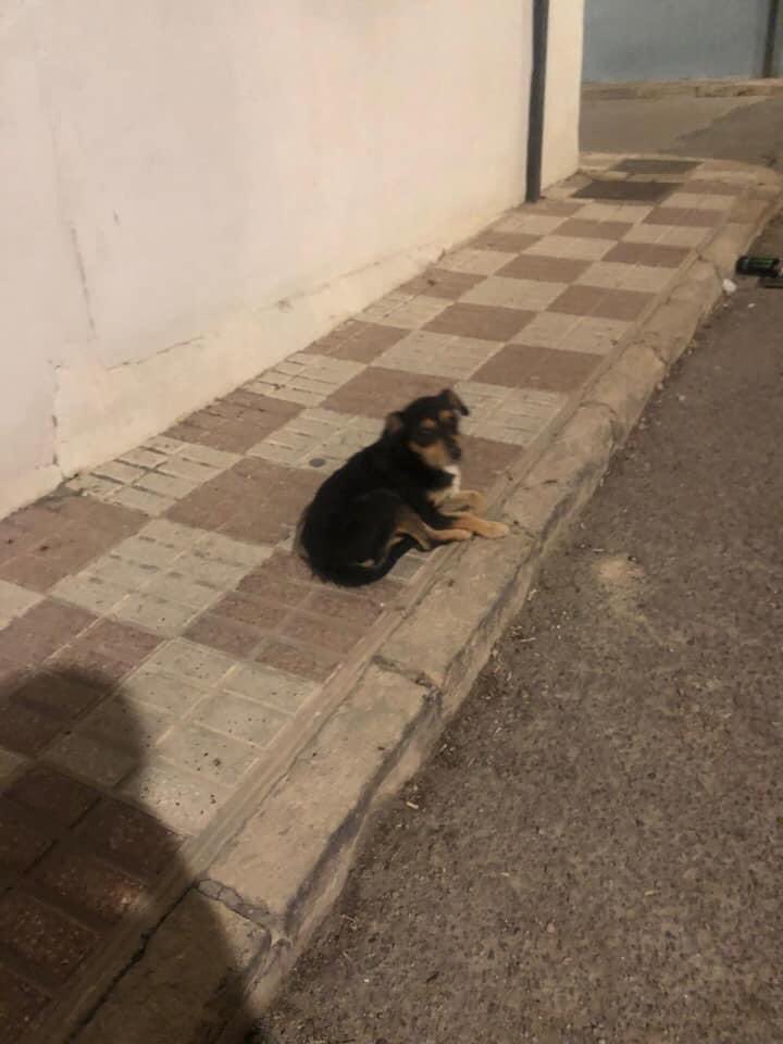 huelladejaen's tweet photo. De día y de noche.....
Siempre fiel..... esperando a que vuelvan sus dueños!!!!
Pero sus dueños han sido ingresados en una residencia y los vecinos lo alimentan como bien pueden!! 
Ocurre en Jaén y hoy mismo hemos ido a recogerlo para meterlo en el refugio para buscarle adopción. https://t.co/Ki6PoXna5R