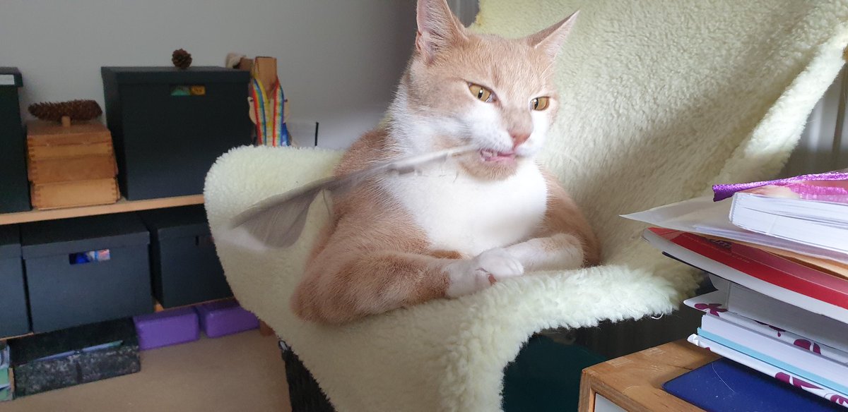 Catbell74's tweet photo. Nothing says happy Monday like a kitten with a feather🤣🐈🙂 #lifeofashaig #CuteCats #CatsOfTwitter #kittyantics #MondayMotivation @CatsProtection @TreasuryMog https://t.co/2C1cfedSjK