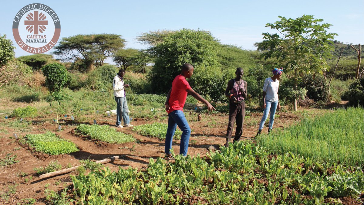 Harsh seasons and unpredictable weather patterns should never deter a farmer from focusing on the goal of Food Security, The extreme conditions of Lokalale, Kawap in Samburu North have not stopped Mr. Philip Lopusiye from creating a food basket in an otherwise impossible setting.