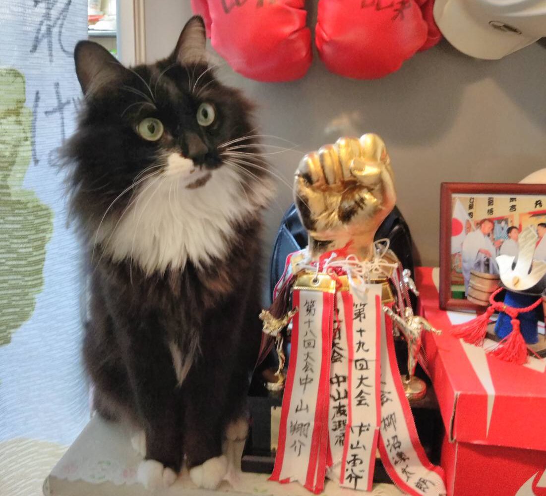 PecoPecotv's tweet photo. ペコちゃん！なんとYouTubeチャンネル100人突破しました！！！ありがとうございます。これからも見てください
https://t.co/dkVJf70j3S
#猫 #ねこ #猫大好き #猫好き #猫のいる暮らし #猫動画 #ノルウェージャン #ノルウェージャンフォレストキャット #ノルウェー #猫チャンネル https://t.co/yaG4to4yI6