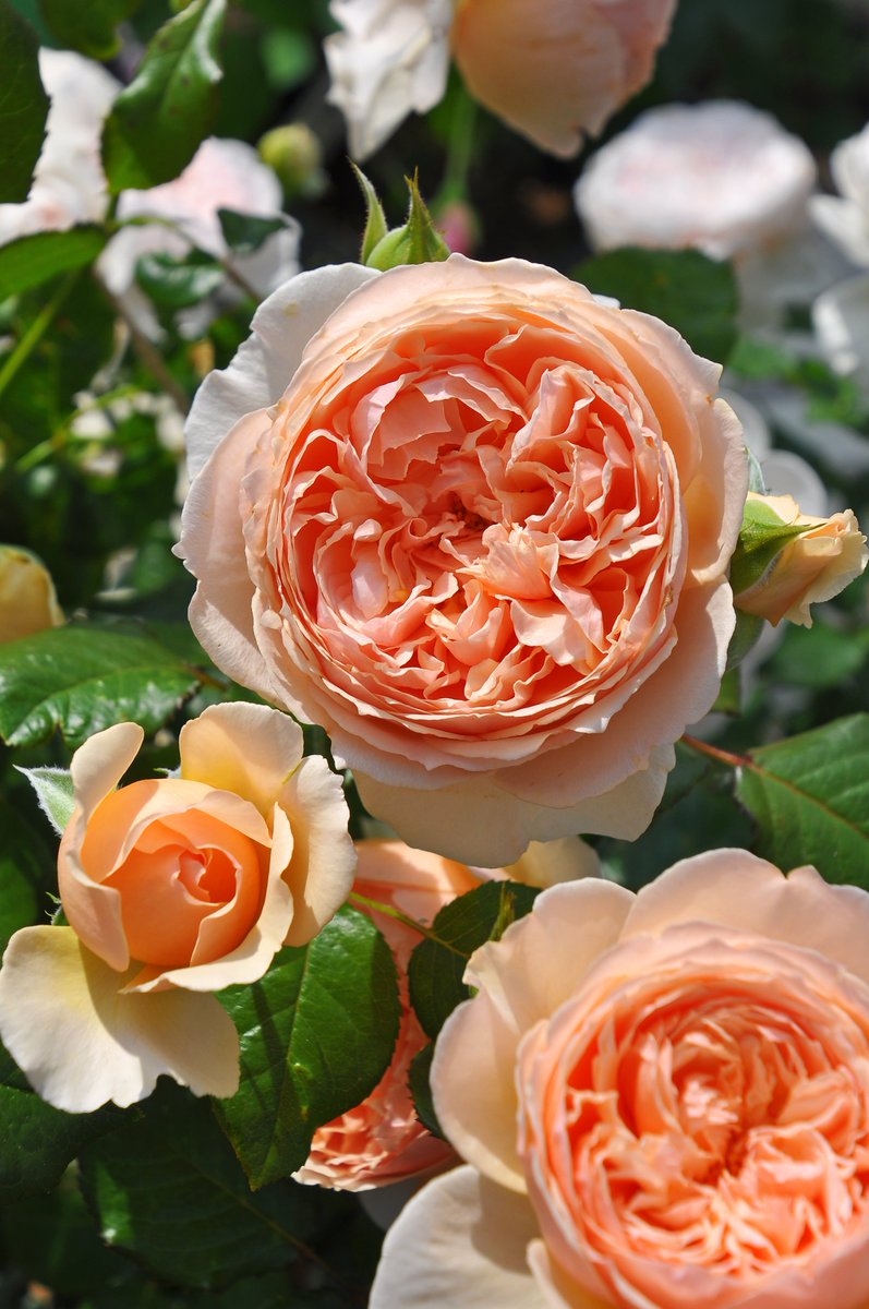 バラの家 公式本店 Rosa Orientis 真宙 Masora アプリコット色の花色にコロンとしたカップ咲きの中輪花 濃厚なフルーツの香りも魅力 タイプ２ 公式本店 T Co Xyvh5krifn 楽天店 T Co Xij3ck1uau T Co 4d43ttatyt