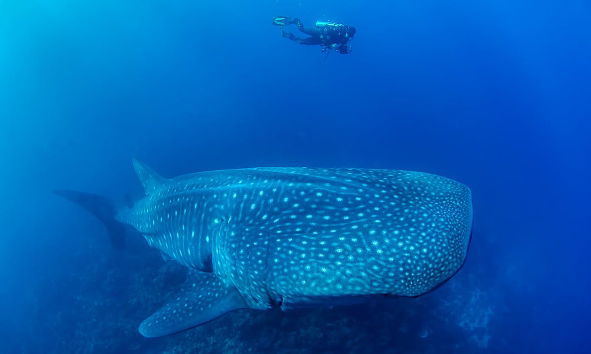 Save Our Seas (@saveourseas) on Twitter photo Project leader Jonathan Green, who is tracking whale shark movement patterns in and around the Galápagos Marine Reserve, talks to <a href="/guardian/">The Guardian</a> about his research into the reproductive behaviour of whale sharks, of which very little is known.
theguardian.com/environment/20… Project leader Jonathan Green, who is tracking whale shark movement patterns in and around the Galápagos Marine Reserve, talks to <a href="/guardian/">The Guardian</a> about his research into the reproductive behaviour of whale sharks, of which very little is known.
theguardian.com/environment/20…