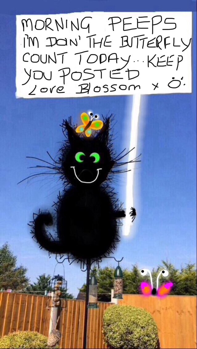 Tinap66Payne's tweet photo. BLOSSOM TWEETS:
#ButterflyCount 
#Butterflies 
#Butterflydays 
#BBCWildlifePOTD 
@BBCSpringwatch 
#Springwatch 
@WildlifeTrusts 
#CatsOfTwitter 
#CatsOnTwitter 
#cats 
#blackcats 
#mondaythoughts 
#lovelywirral 
#TwitterNatureCommunity 
#wildlife 
#happycat https://t.co/NlRUaZQQlG
