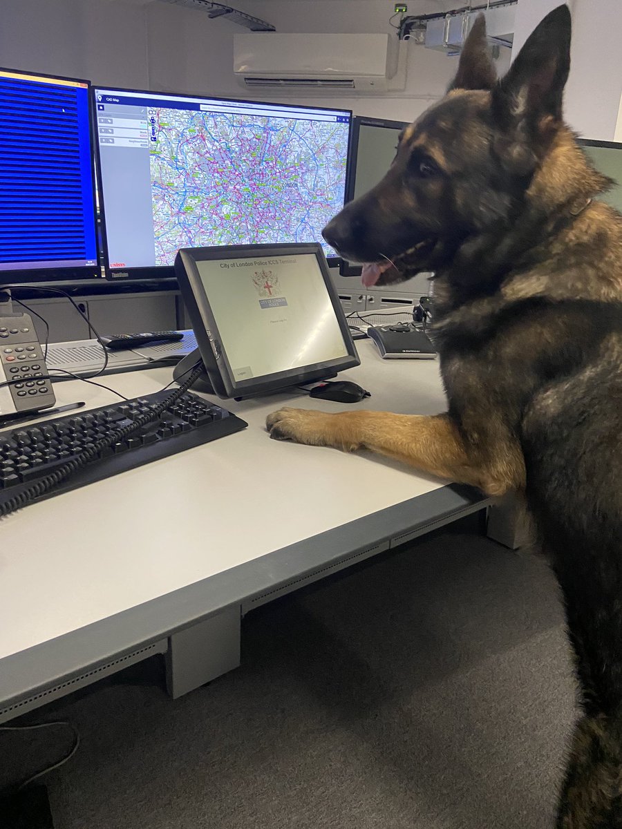 CityPoliceDogs's tweet photo. After a slow shift for PD Lester last night, he decided to expand his skills and try working in our control room, sadly no headsets were big enough for his ears #PDLester @CityPoliceCops https://t.co/fMedpCX3Eb