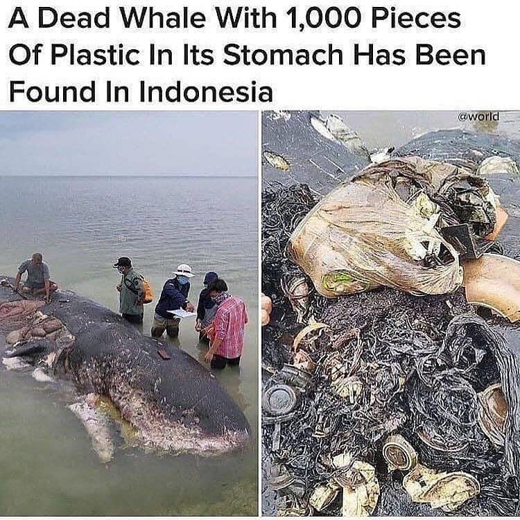 plasticollector's tweet photo. THIS. IS. NOT. OKAY. 😫🐋
.
.
#plasticcollectors #theearth #savetheplanet #environmentallyfriendly #environ #ecofriendly #ecogardeners #ecofriendlyproducts #ecoeasy #savetheearth #earthminded #earthfriendly #lovetheearth #loveyourplanet #protectourplanet #mothernature https://t.co/aFLIv4p223