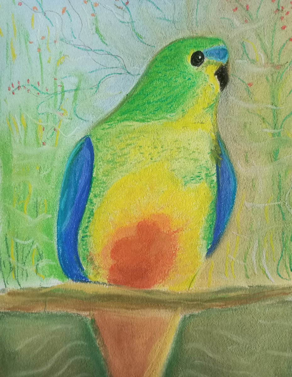 VKaritinos's tweet photo. Draw our critically endangered orange bellied parrot using any medium & tag 2 raise awareness of how critical it is we conserve our fauna's habitat, which continues (in this day&age) to be relentlessly threatened by corporate development. #savetheobp #savewesternportbay #noaglgas https://t.co/xex2twNZnV
