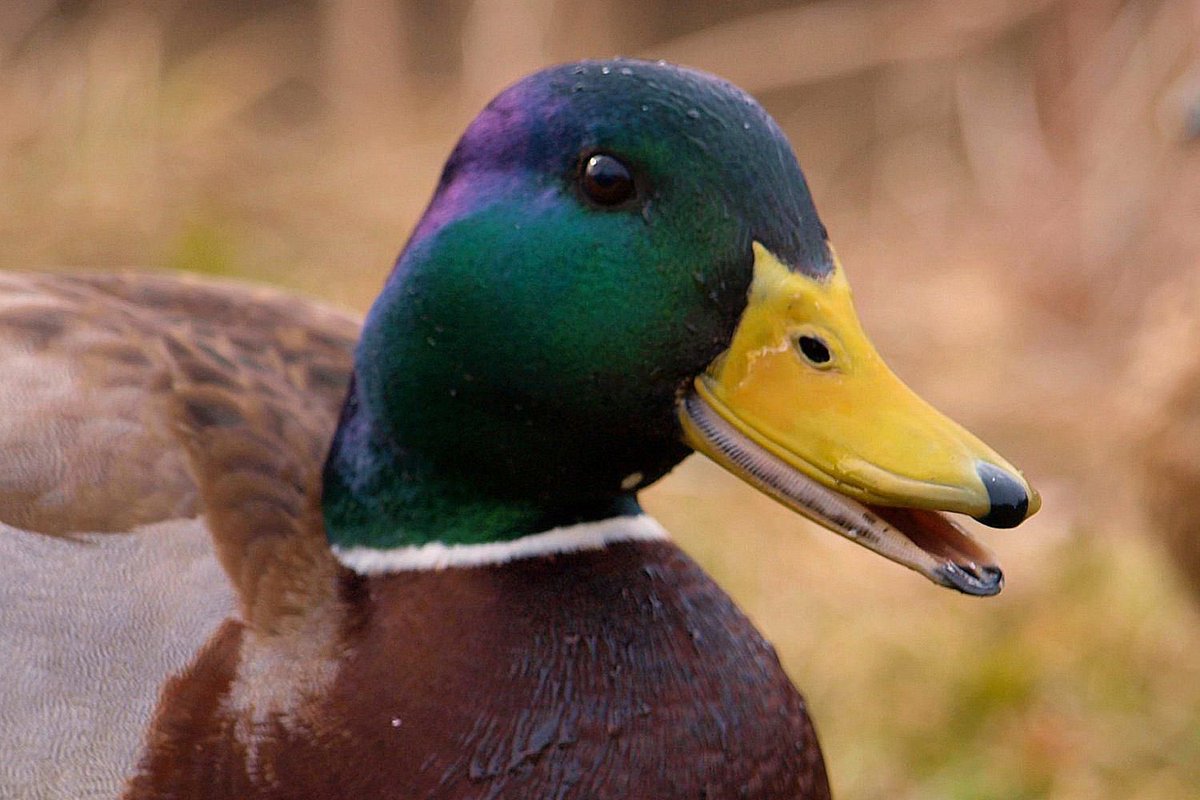 Ducklord5758 tweet media