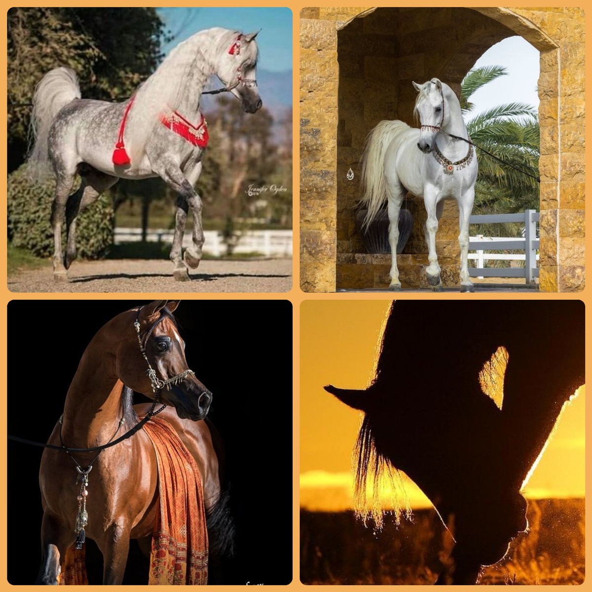 Horses_111's tweet photo. ♥️🐎 https://t.co/60g4YSgJKM