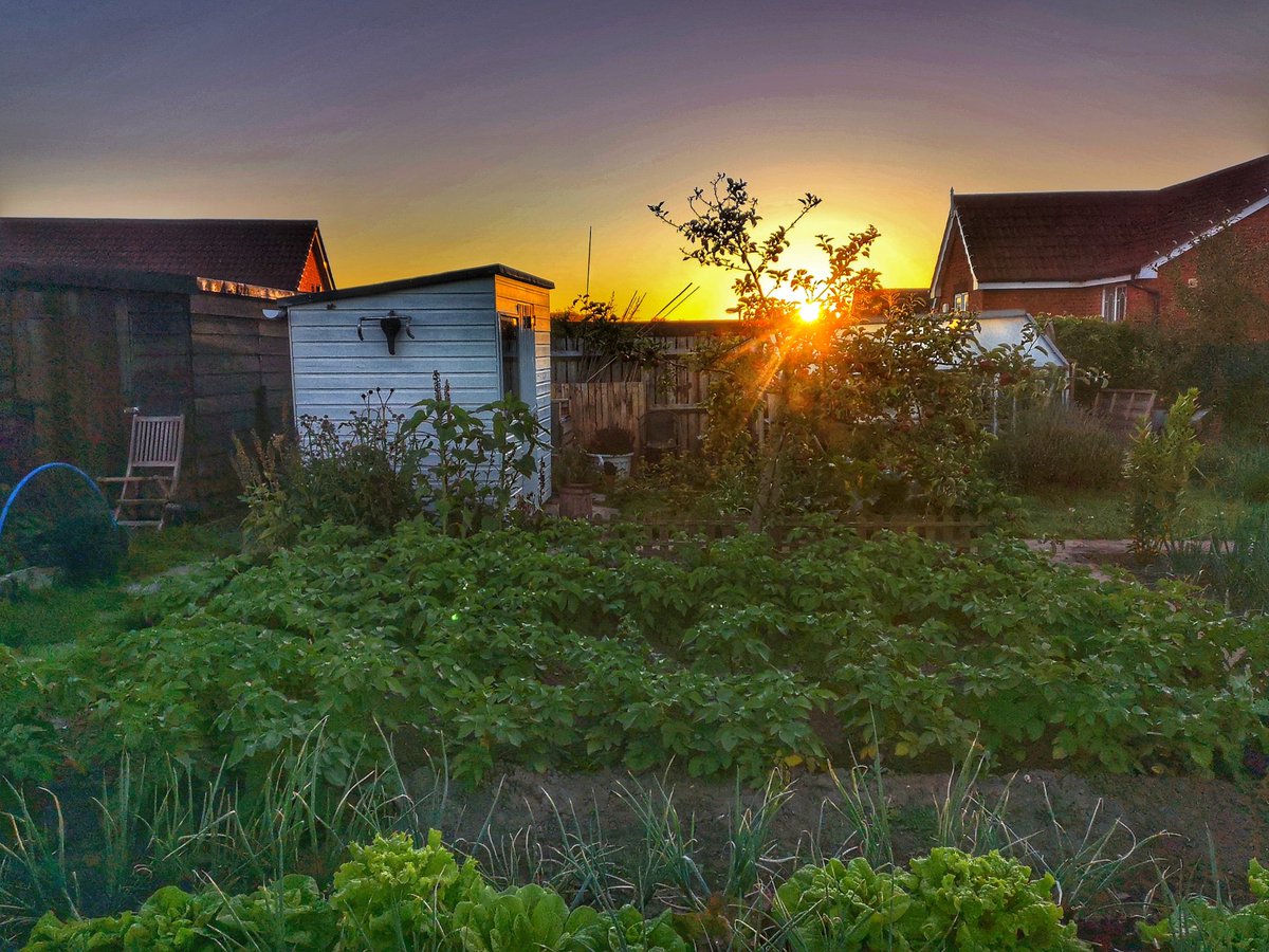 Biguft's tweet photo. Early morning up on #plot30b. Watering up whilst watching the sunrise. #allotment #allotmentlife #sunrise https://t.co/UNnVUIjj1z