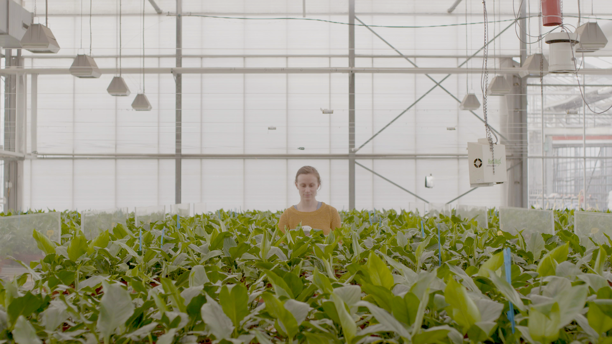 Vertify_nl's tweet image. Binnen het Interreg Bio4safe project wordt onderzocht hoe het water-en mestgebruik in de Europese tuinbouw kan worden verminderd door het toepassen van biostimulanten en de inzet van plantsensoren. 
#biostimulant #plantsensor