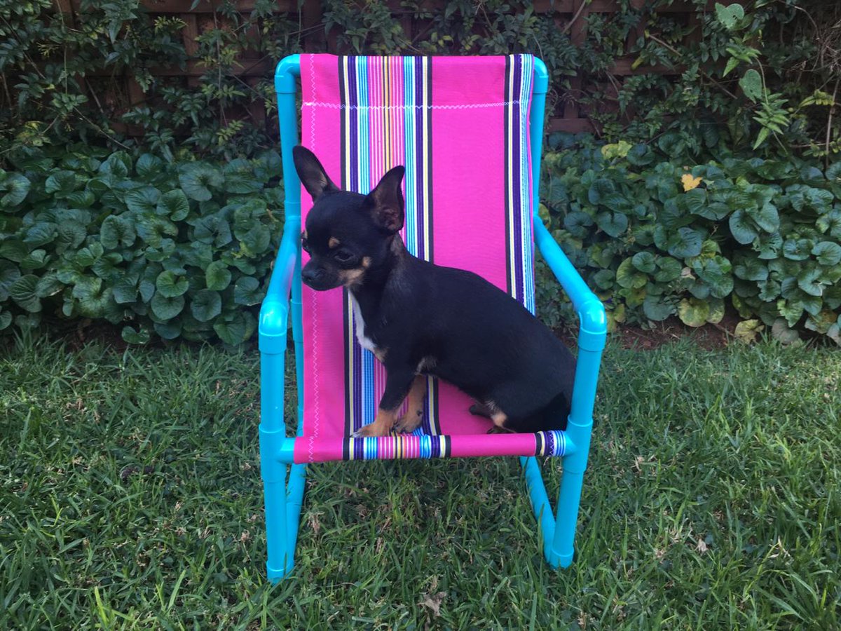 ConnectorsPvc's tweet photo. Project

Mikayla (13) finished a quick weekend project making a small &amp; beautiful PVC chair to use as a photography prop for her animals.  #20mmpvcconduit #chair #photography #prop #pvcelbows #pvctpieces #spraypaint https://t.co/jsxacM0s4B https://t.co/3kPufH9UCK