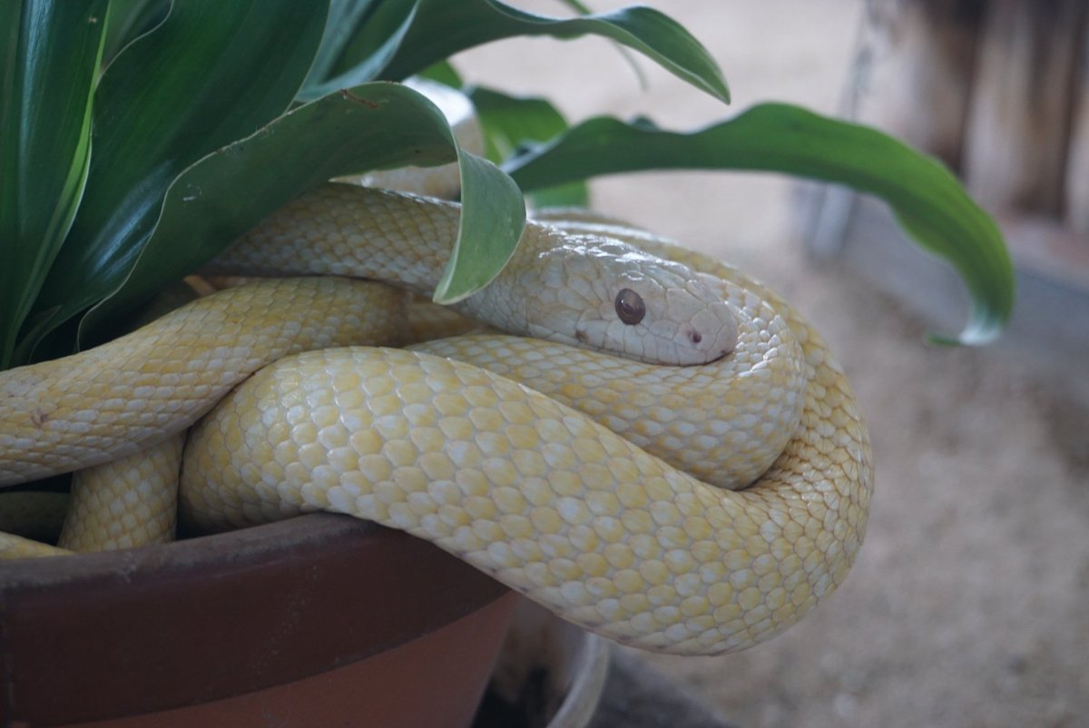 岩國白蛇神社 Sur Twitter よく蛇は気持ち悪いと言われますので 可愛いと思って頂いて嬉しいです