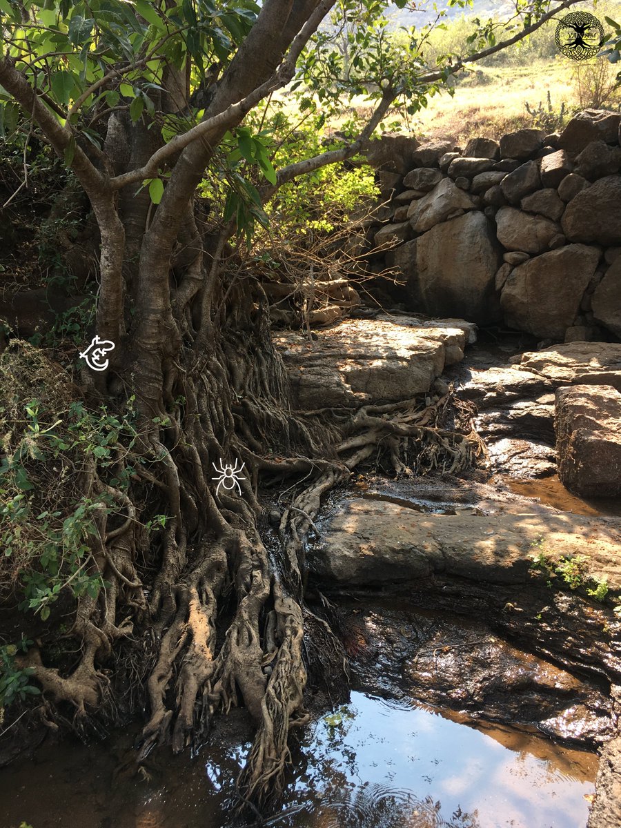VanamEcologics's tweet photo. Micro-habitat - 'Roots of Ficus Sp. trees'. 
Ficus trees act as keystone species, supporting many lifeforms. Roots of Ficus sp. serve as important micro-habitat for lesser fauna species. Few of which are Spiders, Geckos.

Do share ‘What else you have seen in this micro-habitat?’ https://t.co/5U0p0J6EZP