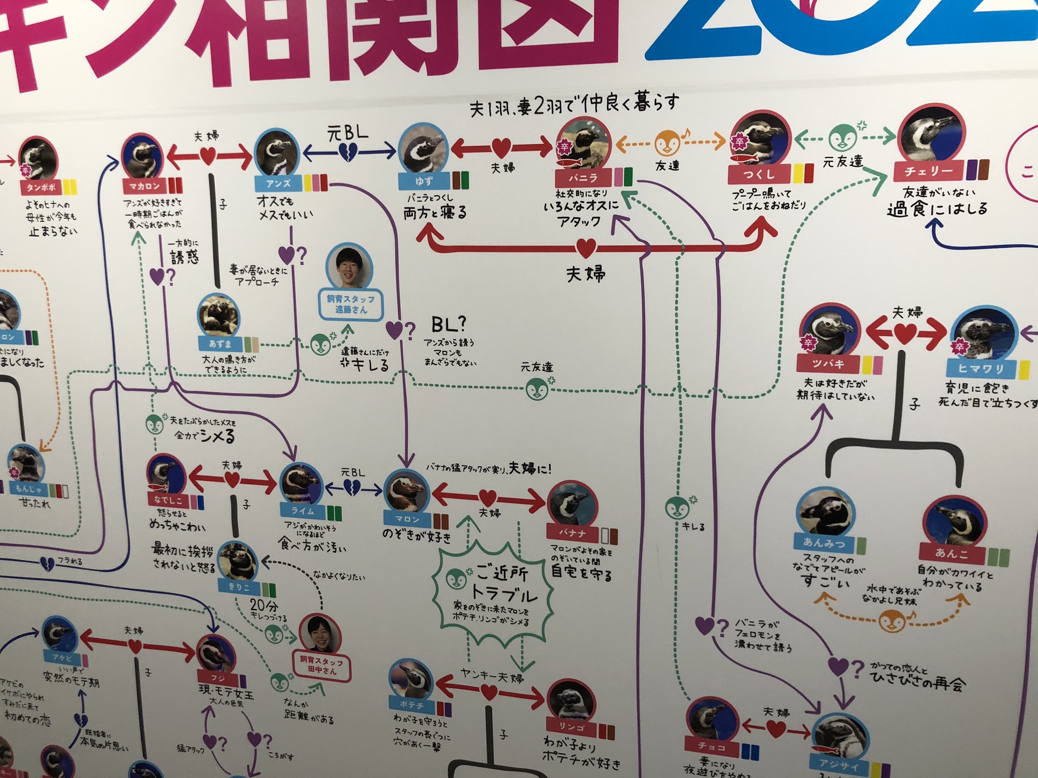 昼ドラ すみだ水族館に掲示された ペンギンの相関図 が泥沼すぎるwww えのげ 昼ドラ すみだ水族館に掲示された ペンギンの相関図 が泥沼すぎるwww えのげ