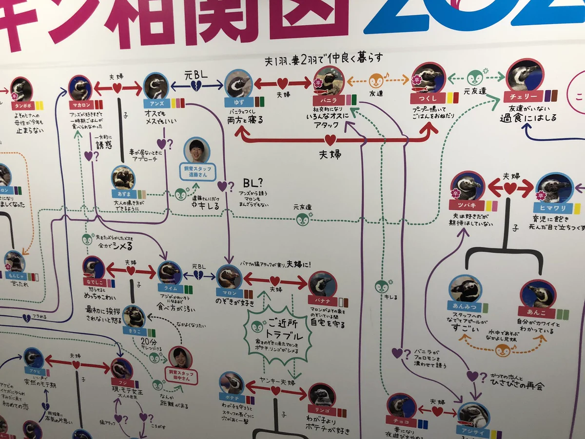 関係性はもうめちゃくちゃwww水族館のペンギンたちの相関図www