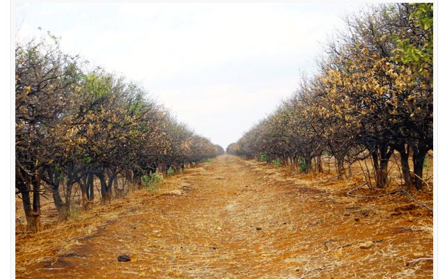 zenzele's tweet photo. Bright Matonga   took over  Chigwell Estate with  42 000 orange trees, export packing shed, 200 permanent and 300 seasonal workers, but he failed to run the business.   (Picture Shepherd Tozvireva) #Asakhe https://t.co/JmWDQPvPsj