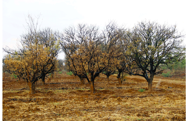 zenzele's tweet photo. Bright Matonga   took over  Chigwell Estate with  42 000 orange trees, export packing shed, 200 permanent and 300 seasonal workers, but he failed to run the business.   (Picture Shepherd Tozvireva) #Asakhe https://t.co/JmWDQPvPsj