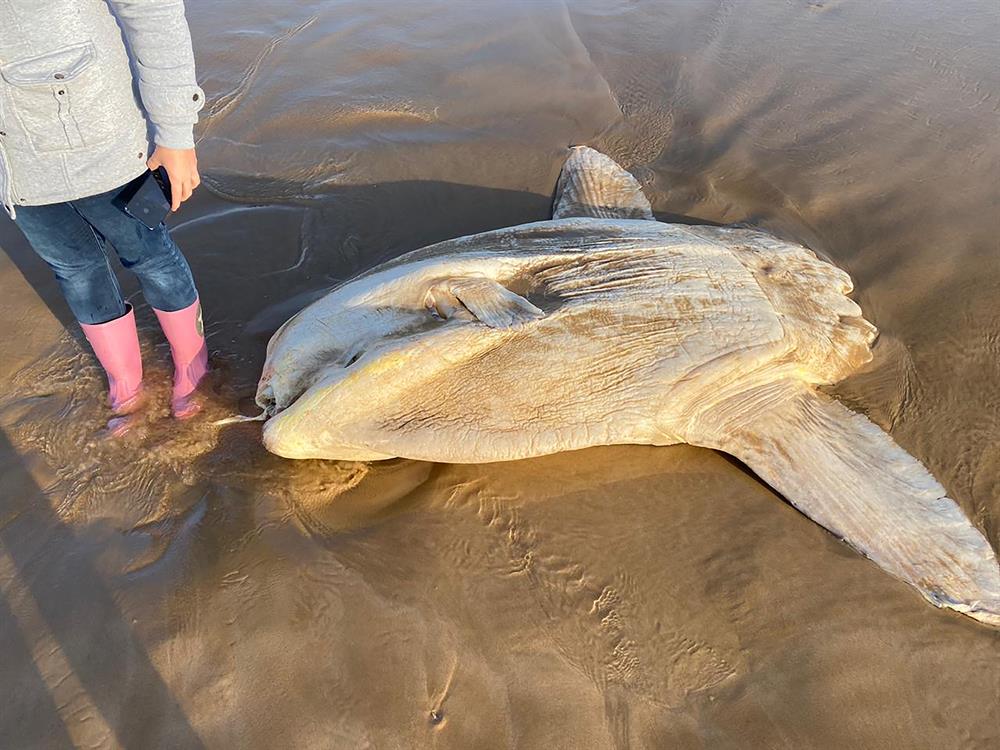 Knysna-Plett Herald tweet media