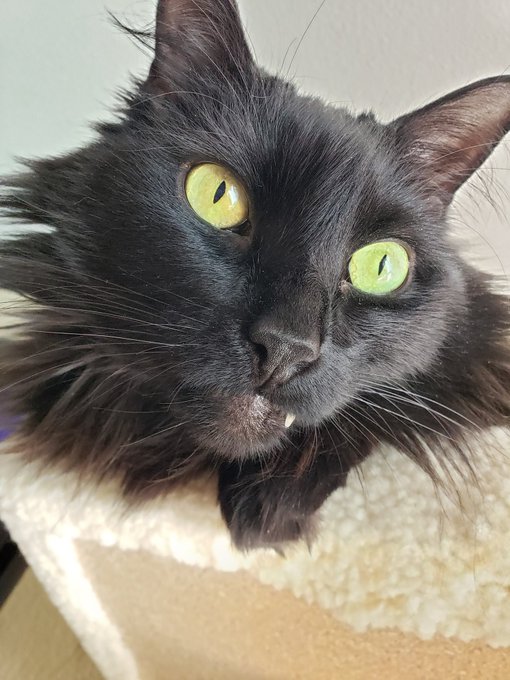 Any super fans out there? Who ever guesses the most names of my fur babies will get a free trial of my<a href="/tag/blackouttuesday"class="tags"><span>#blackouttuesday</span></a>