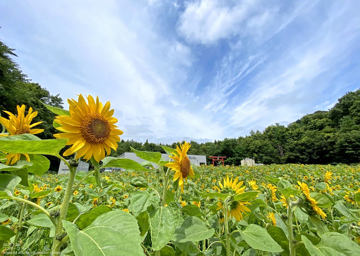 いわき市四倉町にあるワンダーファーム 施設内にはひまわり畑があり 現在見頃を迎えております 久しぶりの太陽のもとで 明るく元 07 いわき市総合観光案内所 ぐるっといわき